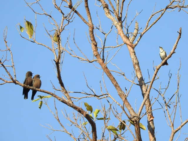 Little Woodswallows questioning a Banded Honeyeaters right to share their tree!!